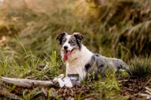 Babybauchshooting-Herbstwald-Sabrina-Matthias